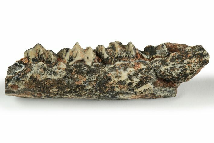 Fossil Early Ungulate (Dacrytherium?) Jaw - Quercy, France #218450